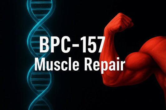BPC-157 muscle repair: How the Peptide Blend Speeds Muscle Recovery - Everwell Peptides