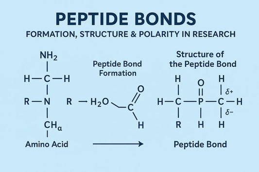 Peptide Bonds | Formation, Structure & Polarity in Research - Everwell Peptides