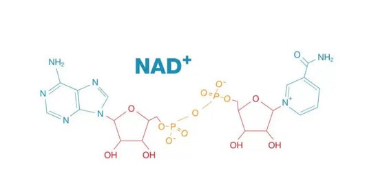 NAD+ and Its Crucial Role in DNA Repair and Genomic Stability - Everwell Peptides